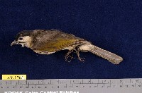 藏品(烏頭翁)的圖片